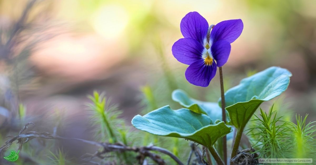 Beitragsbild "Der Frühling klingt auf der Ukulele"